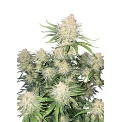 Frostbanger Auto, Фасовка: 3